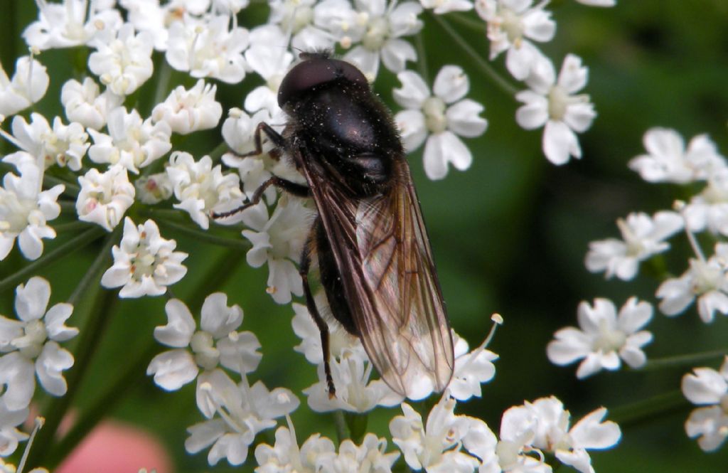 Syrphidae, forse